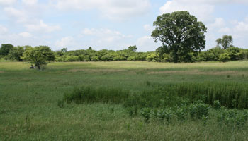 land marsh prairie