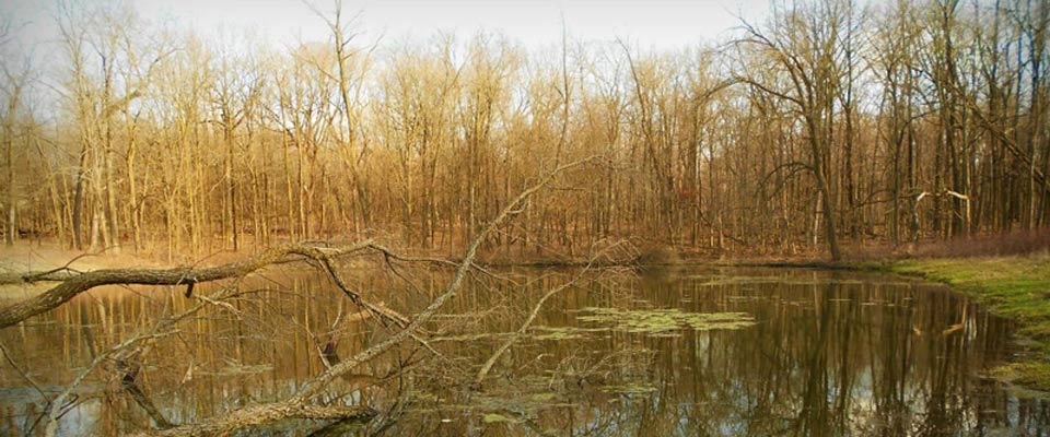 pond dead trees winter algae